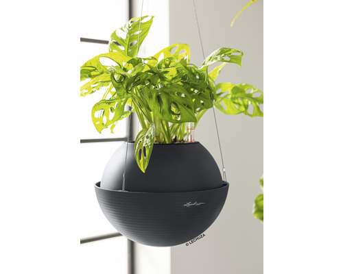 Závěsná rostlina v kulatém, tmavém květináči se zavlažovacím systémem značky Lechuza