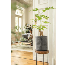 Ženšenový fíkovník v květináči na odkládacím stolku ve světlé místnosti