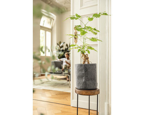 Ženšenový fíkovník v květináči na odkládacím stolku ve světlé místnosti