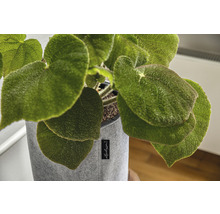 Begónie v šedém látkovém květináči