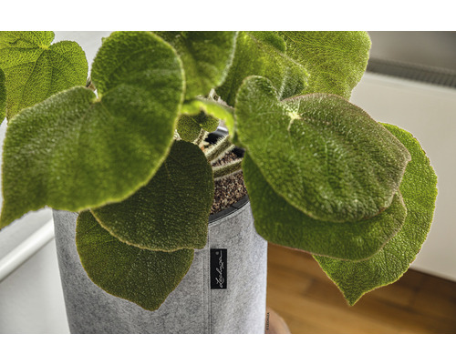 Begónie v šedém látkovém květináči