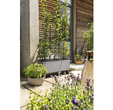 Terasa s osázeným truhlíkem a mříží