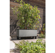 Zvýšený záhon s rostlinami rajčat a oporou pro popínavé rostliny před dřevěnou stěnou