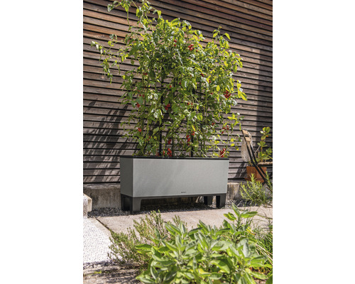 Zvýšený záhon s rostlinami rajčat a oporou pro popínavé rostliny před dřevěnou stěnou