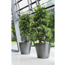 Dva zelené bonsaje v šedých květináčích stojí na světlé podlaze.