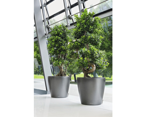 Dva zelené bonsaje v šedých květináčích stojí na světlé podlaze.