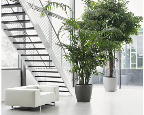 Světlý interiér se schodištěm, křeslem a dvěma pokojovými rostlinami v květináčích.