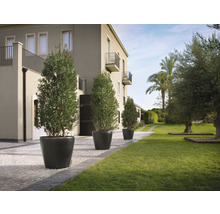 Venkovní snímek se čtyřmi olivovníky v květináčích před budovou s trávníkem.