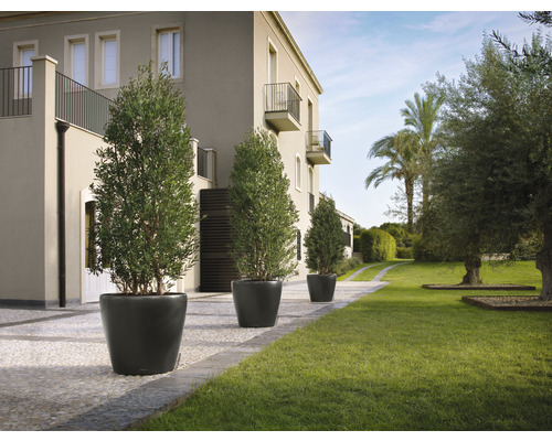 Venkovní snímek se čtyřmi olivovníky v květináčích před budovou s trávníkem.