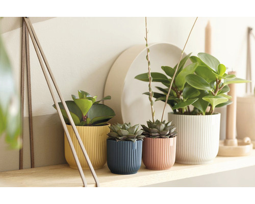 Dekorativní pokojové rostliny ve strukturovaných květináčích na polici