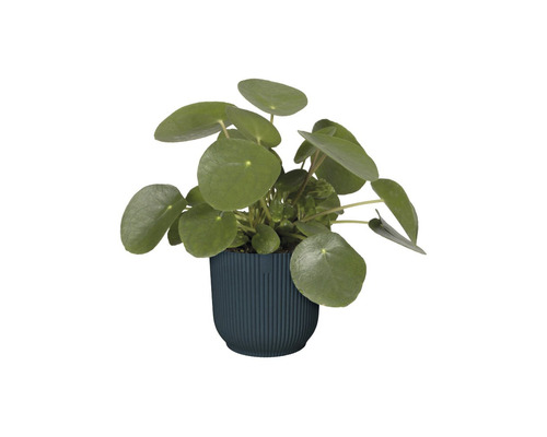 Pilea rostlina v květináči