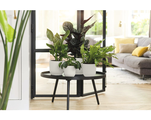 Aranžmá různých pokojových rostlin v bílých květináčích na kulatém stole