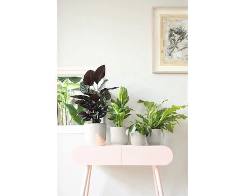 Různé pokojové rostliny v květináčích na stole