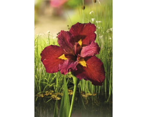 Kosatec Kaempferův červený FloraSelf Iris kaempferi 'Ann Chowing' 10-75 cm květináč 0,6 l