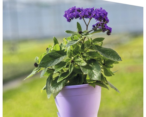 Heliotrop v květináči s fialovými květy a zelenými listy