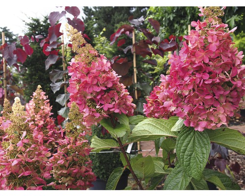 Latnatá hortenzie s růžovými květy