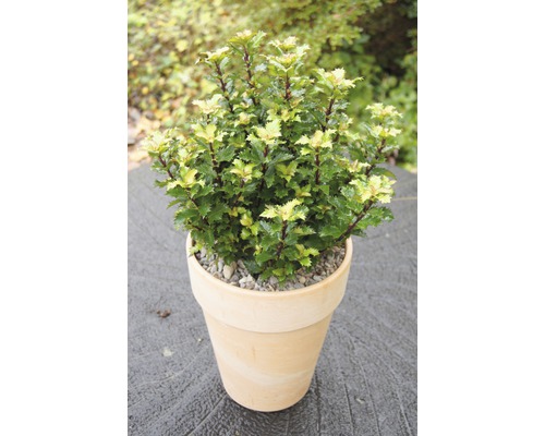 Cesmína v květináči