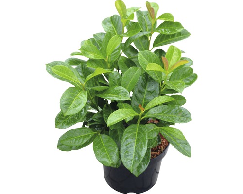 Bobkovišeň lékařská FloraSelf Prunus laurocerasus 'Etna'® 50-60 cm květináč 5 l Bobkovišeň v květináči