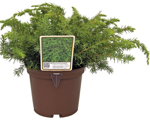 Plazivý jalovec modrý v květináči