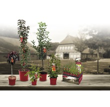 Ostružiník Trio s mřížkou Hof:Obst Rubus fruticosus 50-60 cm 3 odrůdy, květináč 6 l-thumb-4