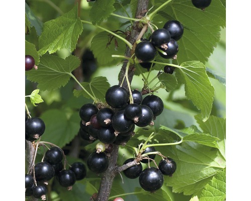 Rybíz černý BIO Hof:Obst Ribes nigrum 'Ben Tirran' ® 30-40 cm květináč 3,4