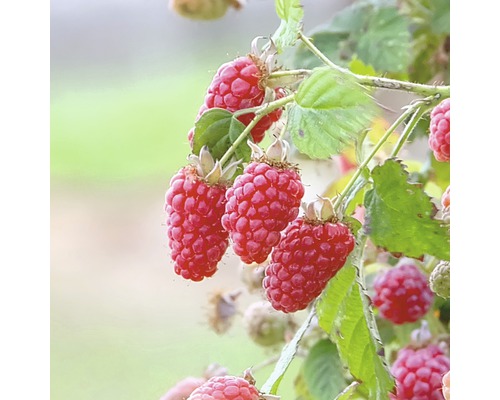 Malinoostružina BIO Hof:Obst Rubus loganobaccus 'Tayberry'® výška 30-40 cm květináč 3,4 l