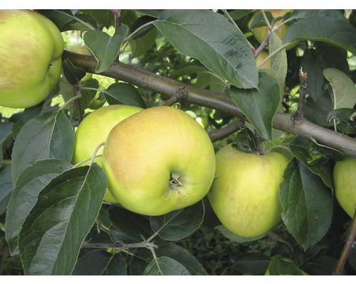 Jabloň podzimní FloraSelf Malus domestica 'Gravensteiner' 120-150 cm květináč 7,5 l