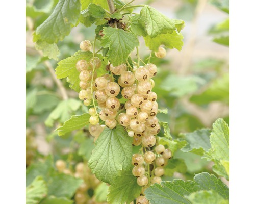 Rybíz bílý BIO Hof:Obst Ribes rubrum 'Werdavia' výška 30-40 cm květináč 3,4 l Bílé rybíz na keři se zelenými listy