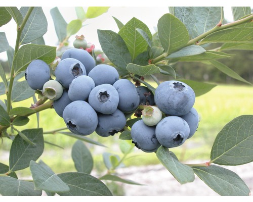 Borůvka zahradní BIO FloraSelf Bio Vaccinium corymbosum 'Bluegold' výška cca 30 cm květináč 2 l