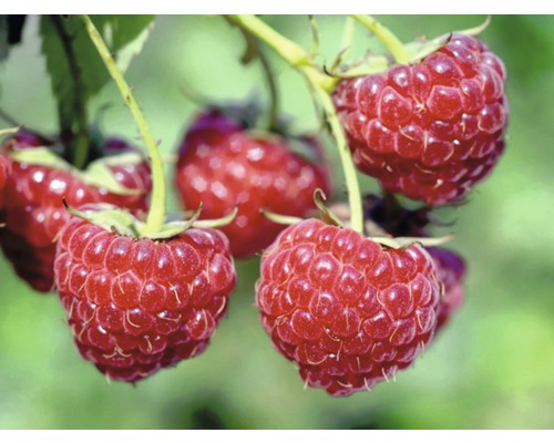 Detailní pohled na maliny na keři