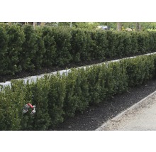 Řada stříhaných živých plotů v zahradě.