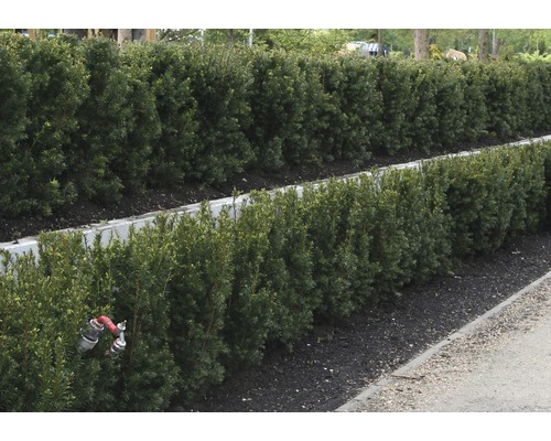 Řada stříhaných živých plotů v zahradě.