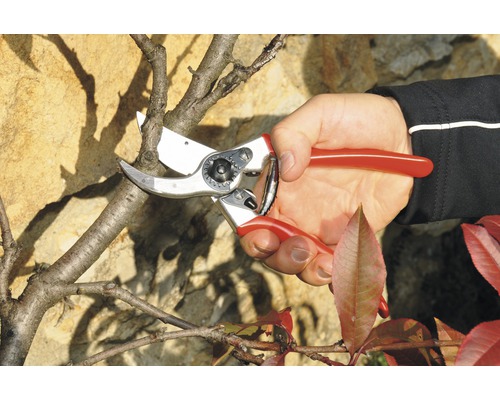 Zahradnictví: ruka stříhá větev zahradnickými nůžkami.