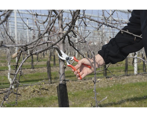 Zahradničení: Osoba stříhá strom zahradnickými nůžkami