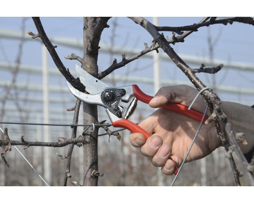 Zahradničení se zahradními nůžkami na ovocném stromě