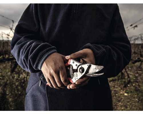 Osoba drží zahradní nůžky ve vinici