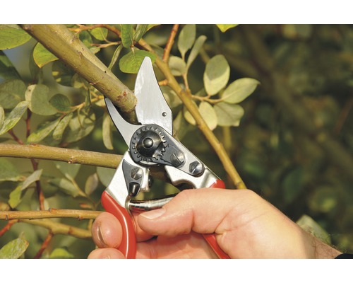 Zahradní nůžky stříhají větev