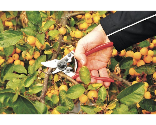 Zahradničení: Ruka stříhá větev zahradnickými nůžkami