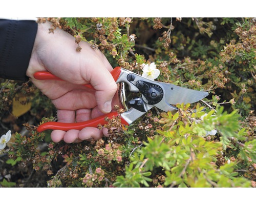 Zahradničení se zahradnickými nůžkami na rostlině