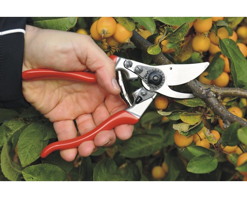 Osoba stříhá větev zahradnickými nůžkami