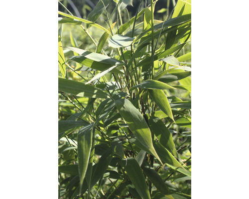 Bambusová rostlina s listy