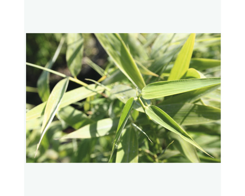 Detail bambusových listů