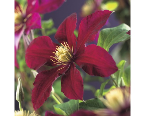 Plamének velkokvětý FloraSelf Clematis hybrid 'Niobe' 50-70 cm květináč 2,3 l Květ rostliny Clematis