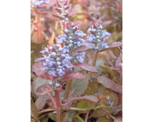 Zběhovec plazivý FloraSelf Ajuga reptans 'Atropurpurea' 5-20 cm květináč 0,5 l