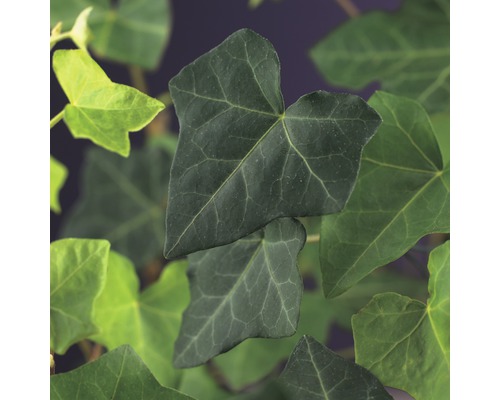 Břečťan popínavý FloraSelf Hedera helix 'Hibernica' 50-70 cm květináč 2,3 l Detailní pohled na listy břečťanu