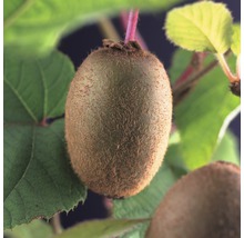 Plod kiwi na stromě