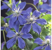 Detailní záběr modrých květů plaménku