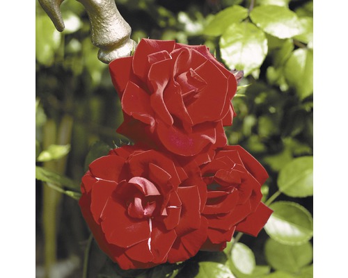Růže pnoucí Rosen Tantau Rosa x hybrid 'Santana' s balem