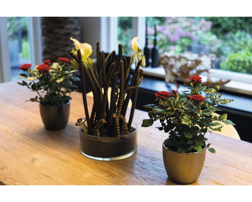 Aranžmá červených růží a rostliny s tmavými stonky v květináčích na stole