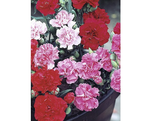 Hvozdík Dianthus Sunflor květináč Ø 10,5 cm, různé barvy Hvozdík Dianthus Sunflor květináč Ø 10,5 cm, různé barvy